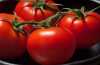 Nabízíme k prodeji semena rajčat Uragán F1:
Rajče „Uragán F1“ hybrid  je velmi raná tyčková (indeterminantní) odrůda rajčat  vhodná do foliovníku i pro polní pěstování ( zvláště pro drobné pěstitele), vyznačující se většími kulatými  plody odolnými proti praskání. Rajčata jsou vhodná k přímému konzumu, do salátů, na přízdobu pokrmů i na všestranné tepelné zpracování. Sada obsahuje 20 semen za 14,- Kč.
Semena – neoseeds