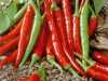 Nabízíme k prodeji semena chilli paprik Damián:
Chilli paprička Damián (Capsicum annuum L.) je určena pro pěstování na poli, ve fóliovnících i sklenících, ale i v nádobách. Tato roční chilli paprika s pálivostí 30 000 – 50 000 SHU má středně dlouhé, tenké plody dozrávající ze světle zelené barvy, do červené a hodí se výborně na zavařování, ale i do masitých pokrmů, pikantních omáček, salátů, výborná je i na sušení, nakládání a ke zmrazování. Dosahuje výborných výsledků při kapkovém zavlažování.Sada obsahuje 10 semen za 18,- Kč.
Semena – neoseeds
