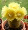 

Nabízíme k prodeji semena kaktusu Eriocactus leninghausii:
Eriocactus leninghausii nazývaný také anglicky Yellow Tower cactus je populární endemický kaktus pro oblast Rio Grande do Sul v Brazílii. Kaktus bývá ceněn, protože se leskne pod závojem zlatých trnů a produkuje hedvábně žluté květy. Tělo je krátce sloupcovité, které se u starších rostlin větví. Přibližně 30 žeber, nese zlaté, štětinaté, „bezpečné“ trny. Sada obsahuje 20semena za 18,- Kč.
Semena – neoseeds
