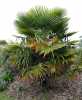 Nabízíme k prodeji naklíčená semena Trachycarus Fortunei:
Palma Trachycarpus fortunei je mrazuvzdorná až do –20°C. V našich podmínkách svojí mrazuvzdorností je předurčena pro přímou zahradní výsadbu. Pyšní se velkými, leskle zelenými listy s téměř okrouhlou čepelí. Řapíky dosahují délky cca 40 – 90 cm. 
Kmen této palmy je pokryt četnými dlouhými vlákny, které se svým vzhledem podobají konopí (od toho palma konopná). Je ze všech venkovních mrazuvzdorných palem druhá nejodolnější, snáší teploty až do –20°C. Tyto palmy jsou velmi nenáročné, v nádobách díky omezenému prostoru dosahují menší velikosti v závislosti na velikosti nádoby. Volně vysazené při optimálních podmínkách až 15 metrů.   Balení obsahuje 3 naklíčená semena za 25,- Kč. V prodeji i bal. 10 ks za 70,- Kč .
Semena - neoseeds