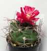 Nabízíme k prodeji semena kaktusu  Gymnocalycium oenanthemum:
Kaktus Gymnocalycium oenanthemum roste v Argentině, v provincii Catamarca a La Rioja, v pohoří Sierra de Ambato, ve výšce 800 – 1800 m n. mZvonkovité, lesklé květy až 5 cm dlouhé a 4 – 4,5 cm široké v barvě vínově červené nebo lososově růžové. Okvětní lístky jsou na okrajích světlejší s tmavším středovým proužkem. Tyčinky růžově červené, prašníky oranžově červené. Plod je kulovitý, zelený a semena jsou asi o průměru 0,8 mm a dlouhá 1 mm, hnědá a lesklá. Kaktus roste poměrně rychle a snadno i kvete. Pěstování není příliš náročné. Balení obsahuje 20 semen za 18,- Kč.
Semena – neoseeds