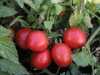 Nabízíme k prodeji semena rajčat Semarol:
Rajče Semarol je keříčková (determinantní) velmi raná odrůda, vyznačující se rychlou dynamikou zrání a vysokými výnosy. Pro plody je charakteristický vysoký obsah barviva v dužině, proto jsou zvláště vhodné na výrobu protlaků a kečupů. Vhodné jsou též k přímé konzumaci, do salátů a na přízdobu pokrmů. Sada obsahuje 30 semen za 14,- Kč.
Semena – neoseeds