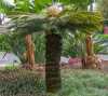 Nabízíme k prodeji semena Cycas Revoluta:
Cycas Revoluta (Cykas Japonský) původně pochází, jak sám název napovídá, z Japonska. Patří k nejkrásnějším z odrůd cykasů a dnes je díky své oblíbenosti pěstován po celém světě. Tato dlouhověká rostlina s nízkým dekorativním kmínkem a velice okrasná svými tmavými tuhými hřebenovitými listy je velmi podobná palmám, avšak nepatří do nich. Jde o živoucí fosílii z dob před několika miliony let, která díky neobyčejně atraktivnímu a exotickému vzhledu bude ozdobou zimních zahrad a interiérů. V létě jí prospívá letnění na zahradě či na balkóně.Balení  obsahuje 1 semeno za 25,- Kč
Semena - neoseeds
 

