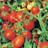 Nabízíme k prodeji semena rajčat Napoli:
Rajče Rezistentní Italské Napoli je keříčková (determinantní) raná až středně raná odrůda vyznačující se vysokou výnosností a chutnými masitými plody. Jsou vhodné jak ke krájení, tak i do omáček, salátů, polévek i ke konzervaci. Významnou vlastností této odrůdy je rezistence vůči nemocem verticilium a fusarium. Keříčková rajčata jsou u nás oblíbená pro svou jednoduchost pěstování a velmi dobré výnosy i při pěstování v nádobách na balkonech, nebo terasách. Sada obsahuje 20 semen za 14,- Kč.semena - neoseeds