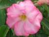 
Nabízíme k prodeji více než 45 druhů  semen Adenium :
Adenium Obesum  „pouštní růže“ je nádherná sukulentní rostlina.  Pro své bohaté květenství je nazývána pouštní růží, v přírodě rostoucí jako keře nebo stromky se ztloustlým kmenem někdy bizardních tvarů částečně ukrytým pod zemí. U nás je pěstována jako velice dekorativní exotická pokojová rostlina vhodná zvláště pro tvorbu kvetoucí sukulentní bonsaje a nenáročná na pěstování. Je teplomilná a dobře snáší suchý vzduch, proto je vhodná i do ústředně vytápěných interiérů.
Květy adénií se vyskytují ve velké paletě nádherných jasných barev.Sada obsahuje 5 semen za 35,- Kč.
Semena – neoseeds

