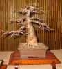 Nabízíme k prodeji sazenice Baobab Adansonia Digitata:
Baobab (Adansonia Digitata)  – symbol Afriky, známý především pro svoji schopnost zadržovat vodu uvnitř kmene  je strom vytvářející mohutný, hladký,  měděně,  nebo šedorůžově zbarvený ztloustlý  kmen. Jeho větve připomínají spíše mohutně rozvětvené kořeny, zvláště v období sucha, kdy baobabu opadává listí.  Raritou baobabu je, že vykvétá pouze jedinou noc a je opylován kaloni. Po opylení květy rychle hnědnou. Baobab se  dožívá  stáří až několika tisíc let. Není mrazuvzdorný a v našich klimatických podmínkách je vhodný spíše k tvorbě bonsají. Dá se velice dobře tvarovat a po dosažení výšky, která vám vyhovuje zaštípnout vrchol rostliny a potom dále utvářet podle svých představ.Sazenice, semenáč velikost cca 15-20 cm  je za 65,- Kč
semena - neoseeds
 