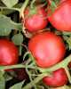 Nabízíme k prodeji semena rajčat Tritonex:
Rajče Tritonex je keříčková (determinantní), polopozdní, výnosná odrůda, vyšlechtěná v České republice, vhodná do oblastí s lehčí půdou. Rostlina je polovzpřímená, silná, kompaktní s vysokou odolností vůči listovým nemocem. Plod je kulatý a pevný, jasně červený s výbornou chutí a vyšším obsahem sušiny, takže se hodí jak k přímé konzumaci, tak především ke konzervaci do kečupů, protlaků a šťáv, rovněž i k sušení. Rajče se dá dobře skladovat. Sada obsahuje 30 semen za 8,- Kč.
Semena – neoseeds