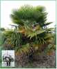 Nabízíme k prodeji sazenice palmaTrachycarpus Fortunei 1-2 první listy
Palma trachycarpus fortunei je mrazuvzdorná až do – 20°C. V našich podmínkách svojí mrazuvzdorností je předurčena pro přímou zahradní výsadbu. Pyšní se velkými, leskle zelenými listy s téměř okrouhlou čepelí. Řapíky dosahují délky cca 40 – 90 cm. 
Kmen této palmy je pokryt četnými dlouhými vlákny, které se svým vzhledem podobají konopí (od toho palma konopná). Je ze všech venkovních mrazuvzdorných palem druhá nejodolnější, snáší teploty až do – 20°C. Tyto palmy jsou velmi nenáročné, v nádobách díky omezenému prostoru dosahují menší velikosti v závislosti na velikosti nádoby. Volně vysazené při optimálních podmínkách až 15 metrů. 
Sazenice 1-2 první  listy za 20,- Kč.
Semena - neoseeds 
