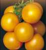 
Nabízíme k prodeji semena rajčat Ponderosa:
Rajče Ponderosa je keříčková (determinantní ) raná odrůda, pocházející z Itálie, vyznačující se plody s vyjímečnou kvalitou chuti. Tato odrůda je vhodná i k pěstování na balkonech či terasách ve větších nádobách. Plody jsou vhodné jak k přímé konzumaci, tak i do salátů, na přízdobu pokrmů a na tepelné zpracování.Sada obsahuje 20 semen za 14,- Kč.
Semena – neoseeds
