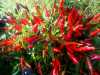 
Nabízíme k prodeji semena chilli paprik Sangria Ornamental:
Chilli Sangria Ornamental (Capsicum annuum) je malá rostlina, vhodná jak pro zahradu, tak i k pěstování v nádobách a samozavlažovacích truhlících a to i za oknem. Má tmavě zelené vejčité listky s jemnými bílými květy ve tvaru hvězdy. Menší papričky kuželovitého tvaru rostou ve vzpřímené poloze a vytváří barevnou kompozici fialových, oranžových, při dozrání červených plodů. Voní paprikově, příliš nepálí a má jemnou chlebovou chuť. Hodí se do omáček, k nakládání, sušení nebo pro přípravu koření. Skvěle poslouží také jako okrasná rostlina, která vzbudí zájem kohokoli kdo jí uvidí. Sada obsdahuje 15 semen za 20,- Kč.
Semena – neoseeds