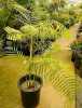 Nabízíme k prodeji naklíčená semena Dypsis baronii:
Dypsis baronii je palma nacházející se na Madagaskaru ve vlhkých horských lesích, bambusových lesích, v nadmořské výšce 850 – 1500 m. Květenství vyrůstá mezi listy nebo pod nimi, na načervenalé stopce dlouhé 25 – 60 cm, je latovitě větvené do 2 řádů, samotné květy jsou jednopohlavní, na jeden samičí dva samčí. Plody jsou elipsoidní, 1 – 2 cm dlouhé, žluté až červené peckovice se semeny.
Tato palma je poměrně nenáročná, v našich podmínkách ji můžeme pěstovat celoročně v bytech či vytápěných zimních zahradách. Balení obsahuje 1 naklíčené semeno za 23,- Kč. 
Semena - neoseeds
 
