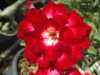 
Nabízíme k prodeji více než 45 druhů  semen Adenium :
Adenium Obesum  „pouštní růže“ je nádherná sukulentní rostlina.  Pro své bohaté květenství je nazývána pouštní růží, v přírodě rostoucí jako keře nebo stromky se ztloustlým kmenem někdy bizardních tvarů částečně ukrytým pod zemí. U nás je pěstována jako velice dekorativní exotická pokojová rostlina vhodná zvláště pro tvorbu kvetoucí sukulentní bonsaje a nenáročná na pěstování. Je teplomilná a dobře snáší suchý vzduch, proto je vhodná i do ústředně vytápěných interiérů.
Květy adénií se vyskytují ve velké paletě nádherných jasných barev.Sada obsahuje 5 semen za 35,- Kč.
Semena – neoseeds