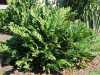 Cykas Zamia floridana je nenáročná dekorativní krásná rostlina s velice tuhými a lesklými listy. V mládí je růst rostliny pomalý, s narůstajícím věkem rostliny se růst zrychluje. V poměrně krátké době narůstá rostlině středová šištice