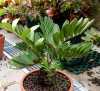 Cykas Zamia Furfuracea neboli „Keják otrubnatý“ je nenáročná dekorativní krásná rostlina s velice tuhými a lesklými listy, původně pocházející z jihovýchodu mexického státu Veracruz. Rostlina má krátký, někdy i podzemní kmen, z jehož středu vyrůstají 50 – 150 cm dlouhé listy při čemž každý je tvořen 6 – 12 páry velmi pevných drsných lístků. Cykasy se na první pohled podobají podsaditým palmám, se kterými však nemají nic společného. Jako nahosemenné mají blíže k jehličnanům. Podobně jako jehličnany vytvářejí šištice, které jsou největší v rostlinné říši. Díky atraktivnímu vzhledu a vzácnosti se cykasy staly i předmětem zájmu sběratelů.
Balení obsahuje 2 naklíčená semena