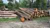 Prodáme palivové dřevo přímo z lesa.Dřevo je v délkách 2,5M 4M a 5M.
Tvrdé dřevo za 1200 prostorový metr. Měkké dřevo za 800 prostorový metr.
Vše pouze kamiónové množství.