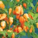 Chilli Habanero Peach -semena