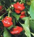 Chilli Jamaican Red - semena 