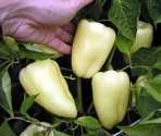  Paprika Amy - semena za 15 kč