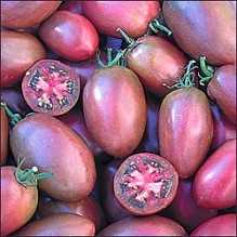 Rajče Purple Rusian Plum - semena