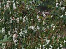 Eucalyptus Coccifera - semena