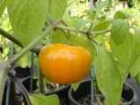 Chilli Rocoto Orange,semena
