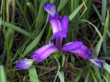 Iris trávovitý - sazenice