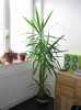 Prodám pokojovou rostlinu - palma Juka, výška cca 2m, hezký vzhled, prodávám z prostorových důvodů, vlastní odvoz, Brno a okolí.