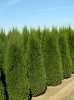 Celoročně zelené rostliny thuja occidentalis smaragd od 130 cm do 150 cm za jednotnou cenu 140 Kč. Při odběru 200 ks a více cena dohodou.