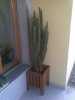 Prodám pryšec Euphorbia trigona 130cm vysoký. Bohatě rozvětvený. Vhodný zejména do většího prostoru.