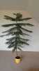 Prodám Blahočet ztepilý (Araucaria Heterophylla) – stálezená pokojová „jedle“, nenáročná na údržbu. Výška 2m, šířka 140cm,ve výborném stavu-nové přírůstky, souměrně rostlý, husté větve. Cena 1200,- Kč.
