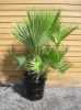 Nabízíme k prodeji semena palmy Acoelorrhaphe wrightii :
Acoelorrhaphe wrightii je středně velká palma původem z Floridy a části Karibiku, která vypadá velice působivě v kontejnerech u vchodů. Ve svém přirozeném prostředí dorůstá do výšky 4 - 5 metrů, v nádobách nebo v mírném podnebí dosáhne této velikosti jen zřídka. Palma ve většině případů roste trsovitě, bohatě odnožuje, má rovný štíhlý kmen,který je pokrytý vláknitou rohoží. Listy jsou vějířovité světle zelené barvy, spodní strana je stříbřitá. Palma je předurčená svojí mrazuvzdorností do – 6 °C k pěstování ve sklenících, zimních zahradách a interiérech. V létě jí prospívá letnění na zahradě.
 Semena - neoseeds


