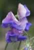 Hrachor vonný levandulově modrý (Lathyrus odoratus) – popínavá jednoletá okrasná bylina původem z Itálie, charakteristická svými motýlovitými jemně vonnými květy, které vyrůstají na koncích křídlatého stonku porostlého trojčetnými světle zelenými listy a úponky, vhodná k výsadbě na záhony, na popínání pergol a plotů,  pěstování v truhlíku, květináči, nebo v okrasných nádobách. Květy jsou vhodné též k řezu.
 
Výška rostliny
Rostlina dorůstající cca 100 – 200cm.
 
Dále máme v nabídce : Hrachor Vonný - směs, Oranžově šarlatový, Tmavě modrý ,Vonný růžový, Vonný světle modrý a spoustu dalších různých semen k sázení.
Semena - neoseeds
