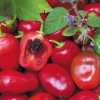 Nabízíme k prodeji sazenice chilli Rocoto Red        ( 40 kč)
Chilli Rocoto Red je paprička pocházející původně z Mexika, vyznačující se plody s velmi masivní šťavnatou dužinou s ovocnou příchutí jablka a střední pálivostí 50 000 – 100 000 SHU. Papričky jsou vhodné jako přísada do teplých i studených pikantních pokrmů a na nakládání. Bohatší chuť chilli je zdůrazněna v suchém stavu, takže je ideální i na sušení.   Chilli Rocoto Red je paprička pocházející původně z Mexika, vyznačující se plody s velmi masivní šťavnatou dužinou s ovocnou příchutí jablka a střední pálivostí 50 000 – 100 000 SHU. Papričky jsou vhodné jako přísada do teplých i studených pikantních pokrmů a na nakládání. Bohatší chuť chilli je zdůrazněna v suchém stavu, takže je ideální i na sušení.   
Semena – neoseeds
