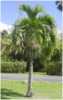Adonidia merrillii (Veitchia merrillii) nebo také „Palma vánoční“ pocházející z Flipín je krásná vysoká elegantní palma, rychle rostoucí, v našich podmínkách vhodná jako pokojová, nebo se hodí do zimních zahrad a skleníků, hojně bývá i v obchodních centrech, protože je známá svou nenáročností a přizpůsobivostí. Dorůstá výšky až 7 m, má štíhlý šedý kmen a zpeřené prohnuté listy, které můžou být až dva metry dlouhé.
Semena –neoseeds

