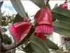 
Nabízíme k prodeji semena Eucalyptus Tetraptera:
Eucalyptus tetraptera je rychle rostoucí velmi populární okrasná rostlina keřovitého vzrůstu  pocházející ze Západní Austrálie, s hladkou šedou nebo bílošedou kůrou, dlouhými lesklými kožovitými listy zelené barvy a růžovými nebo červenými květy. Květy vyrůstají z velkých červených pupenů, které se později mění na okřídlené až 5 cm dlouhé červené plody. Eucalyptus je vhodný k pěstování v interiéru, nebo zimní zahradě. Je možné jej pěstovat i jako bonsai.
Semena – neoseeds
