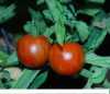 „Divoké rajče“, - semena za 13 kč