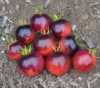 Nabízíme k prodeji semena rajčat Ozark Sunset:
Rajče Ozark Sunset  (Solanum lycopersicum) je tyčková ( indeterminantní ) odrůda rajčat vyznačující se velice netradičním tmavým zbarvením plodů, díky kterému budou krásnou přízdobou pokrmů, zeleninových salátů i sendvičů. Jsou výtečná i k přímé konzumaci a tepelnému zpracování.Sada obsahuje 10 semen za 25,- Kč.
Semena – neoseeds



