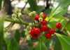 Nabízíme k prodeji semena Cesmína paraguayská:
Cesmína paraguayská (Ilex paraguariensis) pocházejíí z Jižní Ameriky je známý stálezelený strom, z jehož listů se připravuje Maté. Střídavé, tuhé, lesklé listy mají vejčitý tvar s vroubkovaným okrajem. Podél listů vyrůstají svazečky bílých květů. Plodem jsou kulovité, červené peckovice o průměru asi 0,5 cm. Listy Cesmíny paraguayské obsahují až dvě procenta kofeinu, třísloviny, teofylin, silice, vitamíny A, B a C a další látky. Odvar z listů má posilující účinky na nervový systém, odstraňuje únavu, užívá se pro posílení imunity, má antioxidační účinky, podporuje trávení a má diuretické účinky. V našich podmínkách ji pěstujeme jako pokojovou nebo přenosnou rostlinu.Sada obsahuje 5 semen za 20,- Kč.
Semena - neoseeds
