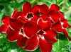 Nabízíme k prodeji 48 druhů  semen Adenium :
Adenium Obesum  „pouštní růže“ je nádherná sukulentní rostlina.  Pro své bohaté květenství je nazývána pouštní růží, v přírodě rostoucí jako keře nebo stromky se ztloustlým kmenem někdy bizardních tvarů částečně ukrytým pod zemí. U nás je pěstována jako velice dekorativní exotická pokojová rostlina vhodná zvláště pro tvorbu kvetoucí sukulentní bonsaje a nenáročná na pěstování. Je teplomilná a dobře snáší suchý vzduch, proto je vhodná i do ústředně vytápěných interiérů.
Květy adénií se vyskytují ve velké paletě nádherných jasných barev.Sada obsahuje 5 semen za 35,- Kč.
Semena – neoseeds


