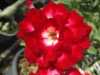 Nabízíme k prodeji 48 druhů  semen Adenium :
Adenium Obesum  „pouštní růže“ je nádherná sukulentní rostlina.  Pro své bohaté květenství je nazývána pouštní růží, v přírodě rostoucí jako keře nebo stromky se ztloustlým kmenem někdy bizardních tvarů částečně ukrytým pod zemí. U nás je pěstována jako velice dekorativní exotická pokojová rostlina vhodná zvláště pro tvorbu kvetoucí sukulentní bonsaje a nenáročná na pěstování. Je teplomilná a dobře snáší suchý vzduch, proto je vhodná i do ústředně vytápěných interiérů.
Květy adénií se vyskytují ve velké paletě nádherných jasných barev.Sada obsahuje 5 semen za 35,- Kč.
Semena – neoseeds