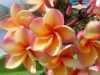Nabízíme k prodeji semena Plumeria:
Plumeria (obecný název Frangipani) jsou neuvěřitelně krásné kvetoucí dekorativní rostliny z čeledi Apocynaceae  původně pocházející z tropů a subtropů střední a jižní Ameriky, vhodné v našich klimatických podmínkách k pěstování v interiérech, zimních zahradách a sklenících.
Plumeria je stálezelený keř nenáročný na pěstování se silnými sukulentními výhonkyVe svojí domovině je Plumeria pěstována jako okrasný strom, velice populární v parcích, s nádhernými vonnými květy různých pastelových barev (krémová, žlutá, oranžová, červená, nebo růžová) a velikostí, kvetoucí převážně v létě. Každá barva květů má svoji vlastní jedinečnou vůni. Může připomínat vůni citrusů, broskví, jasmínu aj. Květy plumerií nejvíce voní v noci.
Minimální teplota pro pěstování plumerií je +12°C.Sada obsahuje 3 semena za 25,- Kč.
Semena - neoseeds

