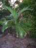 Nabízíme k prodeji naklíčená semena Archontophoenix alexandrae:
Archontophoenix alexandrae „Ohnivá palma“ pocházející z Austrálie je nádherná, dekorativní, elegantní, poměrně rychle rostoucí, vysoká, štíhlá palma s hladkým zeleným až světlešedým kmen a zpeřenými až 2,5 m dlouhými listy nahoře v koruně, které jsou z vrchní strany jasně zelené, ze spodní šedo-zelené. Pod korunou se tvoří květenství až 70 cm dlouhé bílé nebo smetanové barvy, které se posléze mění na červené plody velikosti hrášku. V našich podmínkách je to interiérová nebo v nádobě přenosná palma.Sada obsahuje 2 naklíčená semena za 20,- Kč.
Semena – neoseeds

