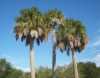 Nabízíme k prodeji naklíčená semena Sabal Palmeto:
Sabal palmetto je atraktivní, nenáročná palma pocházející z Karibské oblasti. Listy na kmeni vyrůstají křížem, proto mladé palmy mají na sobě dekorativní, zkřížený vzor ze starých řapíků. Starší palmy pozůstatky řapíků ztrácejí a nesou korunu na štíhlém, hladkém, šedém nebo hnědém kmeni. Korunu ve vrcholu palmy tvoří velké, vějířovitě zpeřené listy o délce až 3 metry. Listy mohou být jasně zelené, modrozelené, ale i žlutozelené, mezi nimiž se sklánějí směrem dolů až 2,5 m dlouhá krémově zabarvená květenství. Květy se mění na malé černé plody s jediným semenem. Sada obsahuje 3  naklíčená semena za 25,- Kč.
Semena - neoseeds