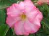 Nabízíme k prodeji 48 druhů  semen Adenium :
Adenium Obesum  „pouštní růže“ je nádherná sukulentní rostlina.  Pro své bohaté květenství je nazývána pouštní růží, v přírodě rostoucí jako keře nebo stromky se ztloustlým kmenem někdy bizardních tvarů částečně ukrytým pod zemí. U nás je pěstována jako velice dekorativní exotická pokojová rostlina vhodná zvláště pro tvorbu kvetoucí sukulentní bonsaje a nenáročná na pěstování. Je teplomilná a dobře snáší suchý vzduch, proto je vhodná i do ústředně vytápěných interiérů.
Květy adénií se vyskytují ve velké paletě nádherných jasných barev.Sada obsahuje 5 semen za 35,- Kč.
Semena – neoseeds


