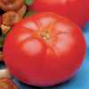 Nabízíme k prodeji semena rajčat Beefmaster VFN 1:
Rajče Beefmaster VFN F1 hybridní je tyčková (indeterminantní) odrůda steakového typu vyznačující se zvláště obřími masitými  plody a rezistentností (odolností) vůči listovým chorobám. Písmena VFN v názvu odrůdy označují rezistentnost vůči konkrétním chorobám. (V - rajče není náchylné na houby Verticillium způsobující vadnutí, F - označuje odolnost vůči rodu Fusarium oxysporum způsobující vadnutí, žloutnutí a svěšení listů, N – označuje rezistenci vůči parazitickým červům kola, kteří se vyskytují v zemi a způsobují oslabení rostliny). Plody rajčete jsou uvnitř rozděleny větším počtem přepážek než klasická rajčata, proto se dobře krájejí na plátky (a proto též steaková rajčata). Doba zrání je 80 dní. Rajčata jsou vhodná jak k přímé konzumaci, tak na studené mísy i k tepelnému zpracování, zvláště pak do omáček. Pro svoji odolnost a kvalitu plodů je tato odrůda velice rozšířená i v zahraničí.  Sada obsahuje 20 semen za 18,- Kč.  
Semena – 