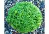 Basilico Greco a Palla „Bazalka řecký míč“ (Ocimum basilicum) jednoletá aromatická bylina předurčená díky svému malému vzrůstu, oproti ostatním odrůdám bazalky, zvláště k pěstování v květináči.
Je charakteristická tvarem keříku, který roste do tvaru kompaktní koule a svými velmi aromatickými malými vstřícně rostoucími hladkými listy jasně zelené barvy.
Tuto trpasličí odrůdu bazalky lze pěstovat díky jejímu netradičnímu vzhledu jako okrasnou, ale též k širokým kulinářským účelům. Je vhodná na dochucení jídel zvláště italské kuchyně, na přípravu pesta, dochucení ryb, polévek aj.
  Balení obsahuje 200 semen za 20 kč .
Semena - neoseeds
