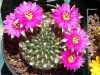 Kaktus Lobivia tiegeliana je velmi dekorativní kaktus endemický v Boliviji, kde roste na skalnatém podloží mezi křovinnou vegetací. V přírodě se vyskytuje obvykle solitérní, u kulturních rostlin odnožuje. Tento druh je velmi variabilní barvou a počtem trnů, velikostí i barvou květin. Tělo je kulové, případně stlačené s lesklou, tmavě zelenou epidermis, někdy s purpurovým nádechem. Spirálovitě uspořádaná žebra v počtu 17-20 nesou bílé areoly. Radiální trny svým uspořádáním připomínají malé pavoučky. Jsou načervenalé, černé, hnědé nebo medové, často s tmavými konci a postupem věku se stávají šedými. Centrální trny v počtu 1-3, směřují směrem dolů a jsou až 5 cm dlouhé.
 
  Balení obsahuje 10 semen za 15 kč.
Semena – neoseeds

