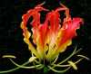 Nabízíme k prodeji semena Gloriosa Rotschildiana:
Gloriosa Rothschildiana - „exotická kráska“ je popínavá teplomilná rostlina rostoucí z hlízy, se skvostnými květy, pocházející z afrických tropů. Na svých stoncích nese vejčité, sytě zelené zašpičatělé listy. Stonky jsou křehké, proto je vhodné rostlině zajistit oporu. Je možné ji pěstovat volně venku, na balkoně i v bytě. Květy se používají též k řezu. Doba květu je od června do srpna. Sada obsahuje 5 semen za 20,- Kč.
Semena – neoseeds