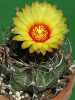 Nabízíme k prodeji semena kaktusu Astrophytum capricorne :
Astrophytum capricorne velmi neobvyklý solitérní Mexický kaktus s elegantními květy. Tvar těla u mladých rostlin je kulovitý bez trnů, později se protahuje a objevují se trny. Epidermis je pokryta bílými skvrnami tvořenými trichomy, připomínající malé chomáčky vlny. Výrazných žeber je obvykle 8. Šedé nebo hnědé trny v počtu 5 - 10, o délce až 7 cm jsou zahnuté mohou připomínat roh Kozoroha. Sada obsahuje 10 semen za 18,- Kč.
Semena – neoseeds

