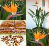 Nabízíme k prodeji naklíčená semena Strelitzia Reginae

Strelitzia - Královská květina je exoticky působící, okrasná, vytrvalá bylina se zvláště nádhernými květy a velkými, oválnými, přibližně 40 cm dlouhými, tmavě zelenými, kožovitými listy na 60 cm dlouhém řapíku, pocházející původně z jižní Afriky, kde roste běžně na březích vodních toků, v pobřežní buši a v křovinách. Strelitzia je v našich podmínkách skvělá jako pokojová rostlina, její obdivuhodné květy jsou výborné k řezu a společně s listy jsou využívány do květinových vazeb.
Balení obsahuje 1 naklíčená semena za 15,- Kč.
Semena - neoseeds
